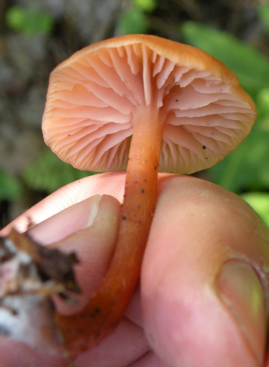 Laccaria laccata?